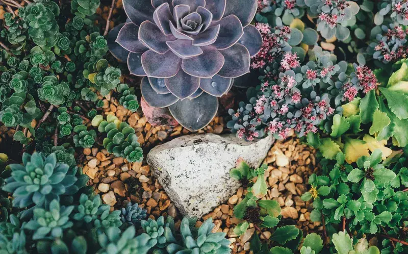 Cover Image for The Calming Benefits of Succulents in Your Home Environment