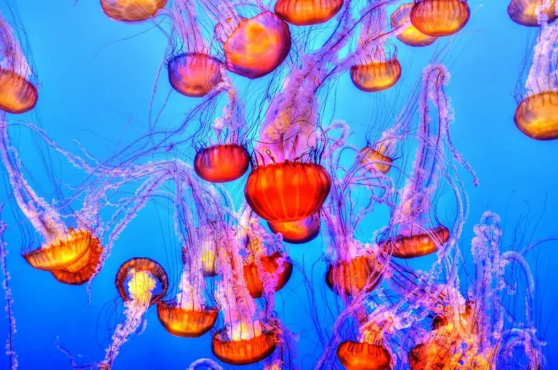 Cover Image for The Calming Effect of Nature: Lessons from Jellyfish