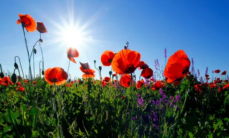 Cover Image for The Calming Effects of Nature: Poppies and Mindfulness