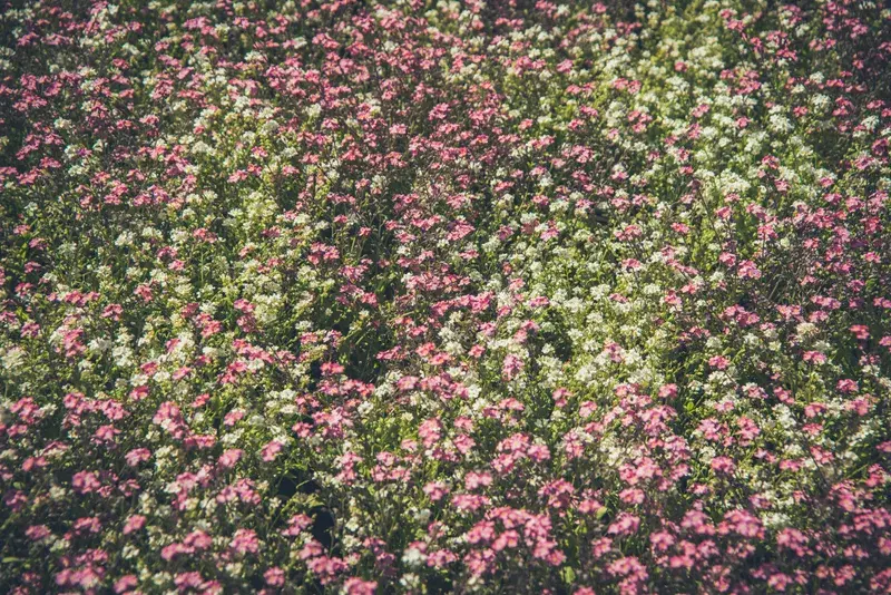 Cover Image for The Benefits of Connecting with Nature for Mental Wellness