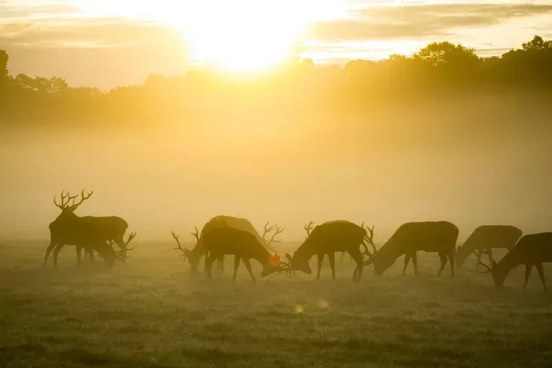 Cover Image for Connecting with Nature: The Benefits of Outdoor Experiences