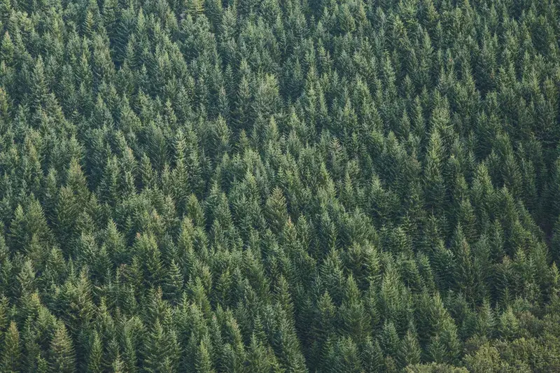 Cover Image for Connecting with Nature: The Benefits of Outdoor Time