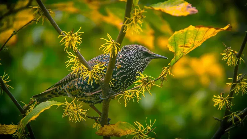 Cover Image for Connecting with Nature: The Benefits of Birdwatching