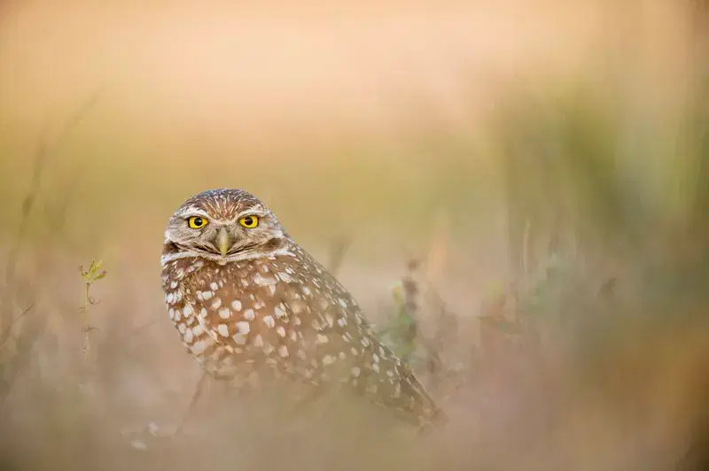 Cover Image for Connecting with Nature: The Benefits of Birdwatching