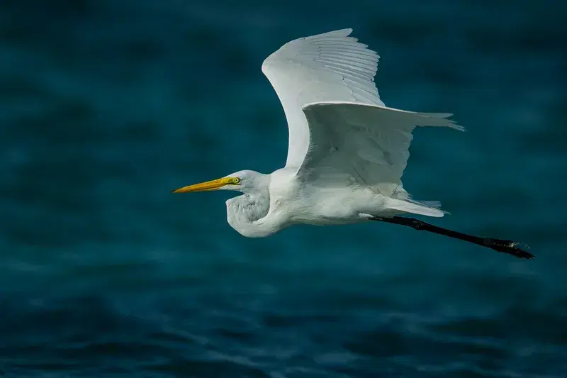 Cover Image for Connecting with Nature: The Benefits of Birdwatching for Mental Wellness