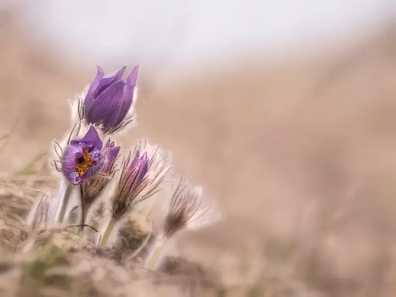 Cover Image for Connecting with Nature: The Calmness of Flowers in Your Space