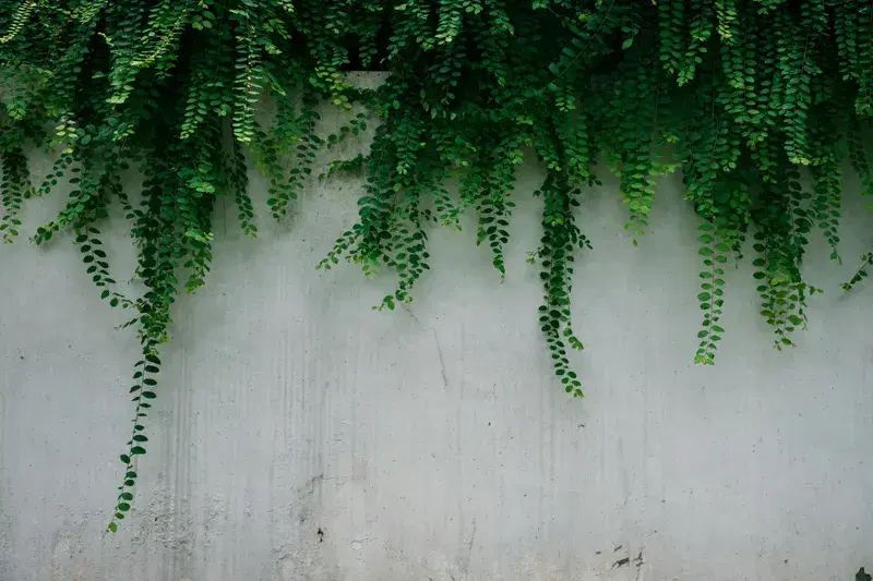 Cover Image for Connecting with Nature: The Benefits of Ferns in Your Home