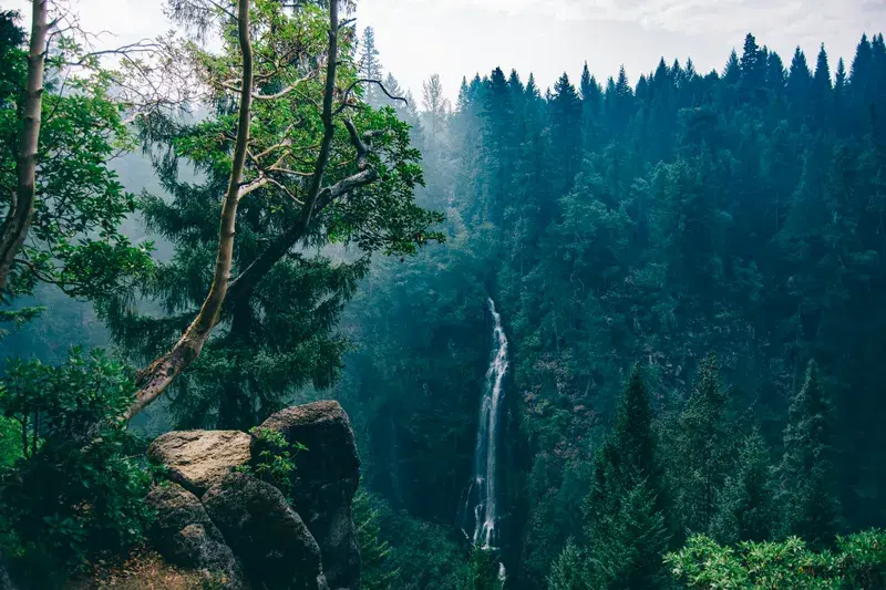 Cover Image for Connecting with Nature: The Benefits of Forest Bathing for Wellness