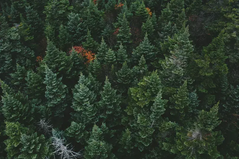 Cover Image for Connecting with Nature: The Benefits of Forest Bathing