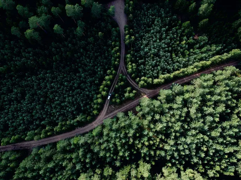 Cover Image for Connecting with Nature: The Benefits of Forest Walks