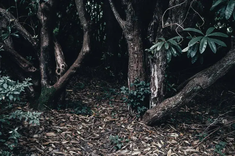 Cover Image for Connecting with Nature: The Benefits of Walking in Gnarled Forests