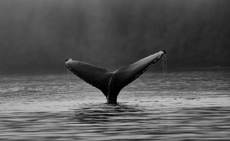Cover Image for Connecting with Nature: The Healing Power of Marine Life