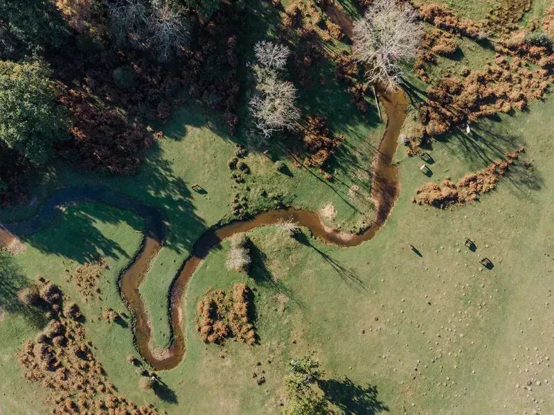 Cover Image for Connecting with Nature: The Mental Health Benefits of Forests