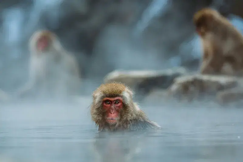 Cover Image for Connecting with Nature: The Benefits of Mindfulness in Outdoor Settings