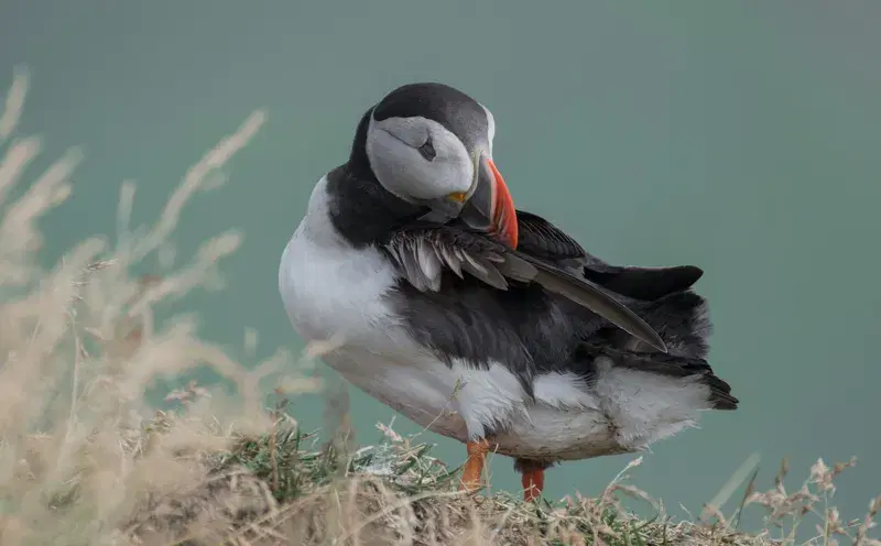 Cover Image for Connecting with Nature: The Calm of Watching Puffins in Iceland