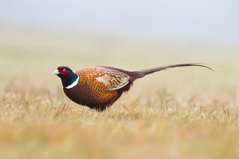 Cover Image for Connecting with Nature: The Benefits of Birdwatching