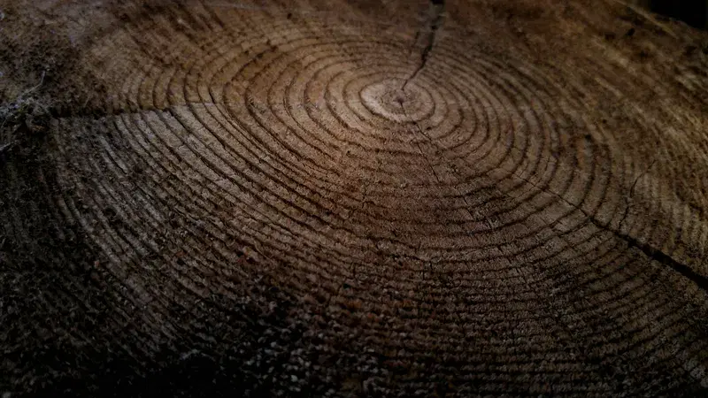 Cover Image for Connecting with Nature: The Importance of Tree Rings