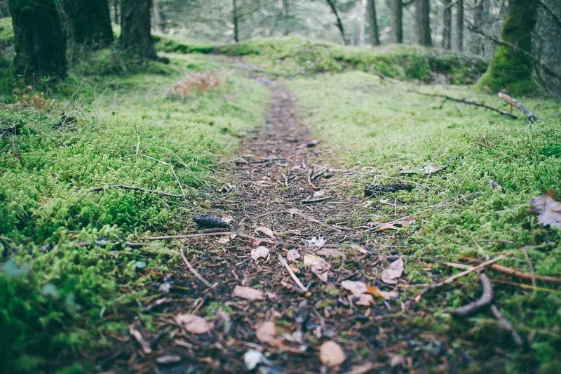 Cover Image for Connecting with Nature: The Benefits of Walking Forest Trails