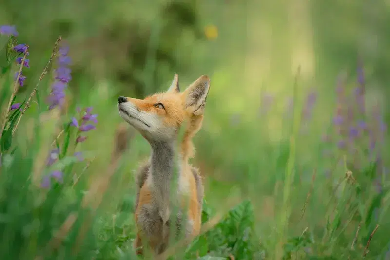 Cover Image for Connecting with Nature: The Benefits of Observing Wildlife