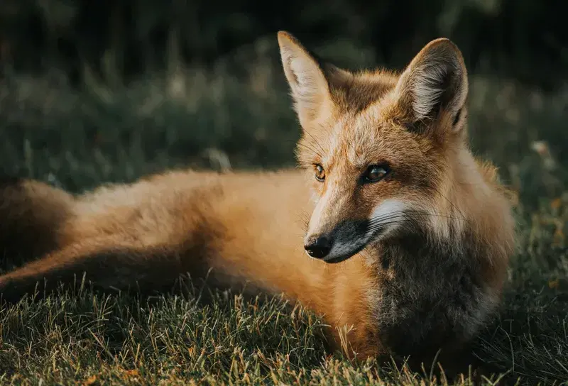 Cover Image for Connecting with Nature: The Benefits of Wildlife Encounters