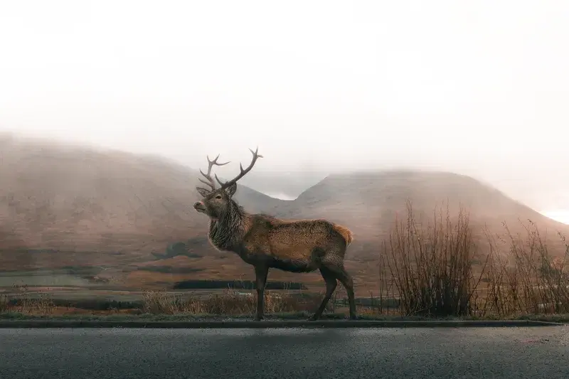 Cover Image for Connecting with Nature: The Calming Effects of Wildlife Encounters