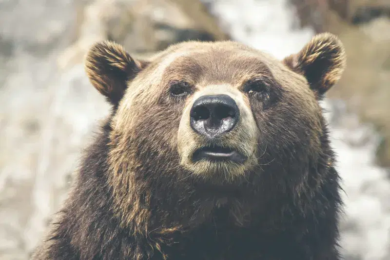 Cover Image for Connecting with Nature: The Importance of Wildlife in Mindfulness Practices