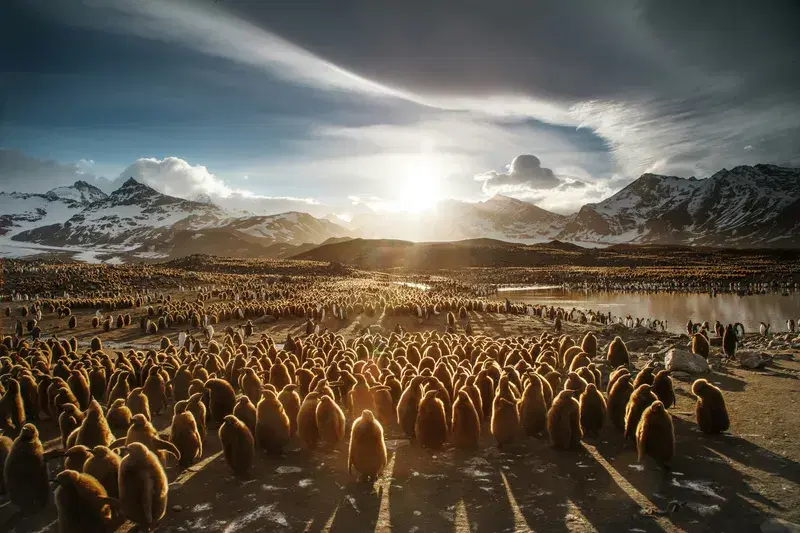 Cover Image for Connecting with Nature: The Benefits of Observing Wildlife