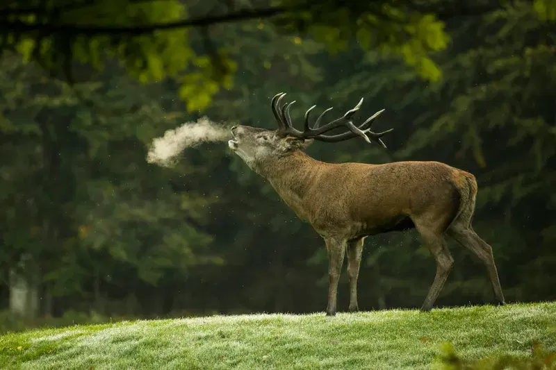 Cover Image for Connecting with Nature: The Benefits of Observing Wildlife