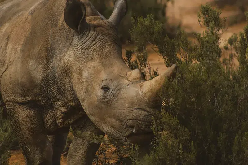 Cover Image for Connecting with Nature: The Benefits of Wildlife Observation