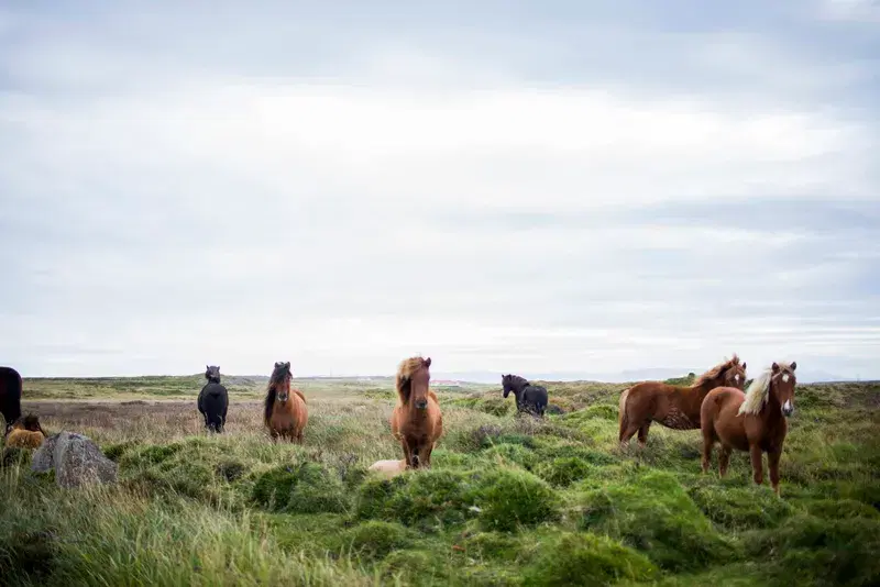 Cover Image for Connecting with Nature: The Benefits of Observing Wildlife