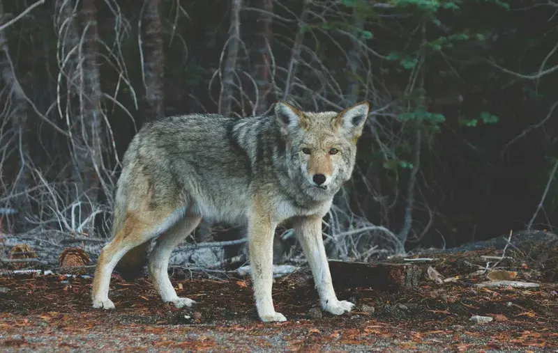 Cover Image for Connecting with Nature: The Benefits of Wildlife Photography for Mindfulness