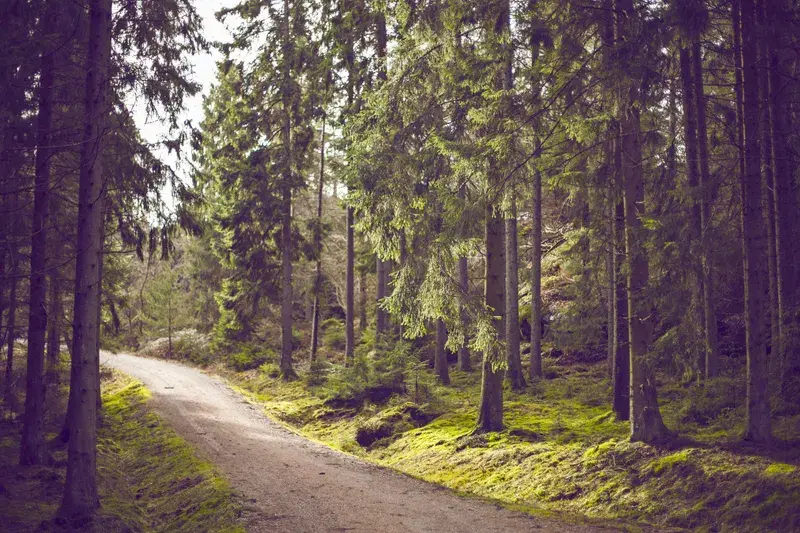 Cover Image for Connecting with Nature: The Benefits of Walking Woodland Paths