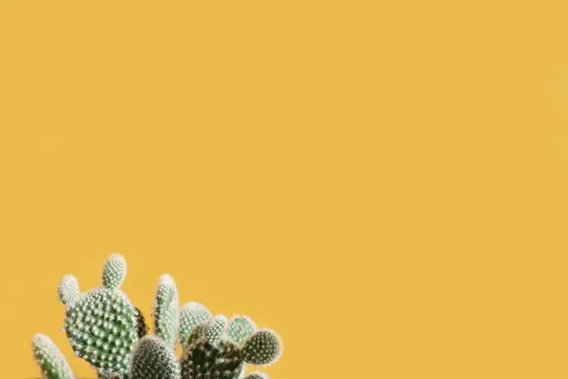 Cover Image for Cultivating Mindfulness Through Cacti Care