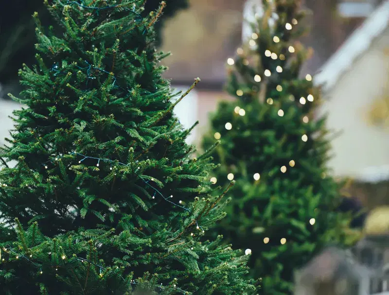 Cover Image for Embracing Eco-Friendly Holiday Traditions with Christmas Trees