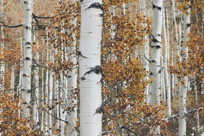 Cover Image for Embracing Autumn: The Benefits of Nature for Mindfulness and Wellness