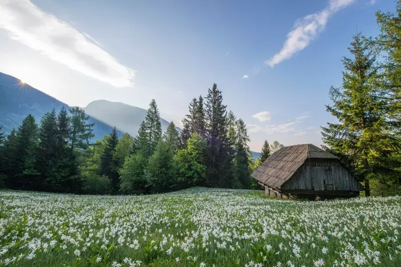 Cover Image for Embracing Eco-Friendly Living: How Nature Can Inspire Mindfulness