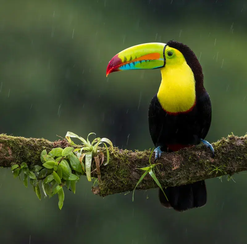 Cover Image for Embracing Mindfulness through Nature: The Significance of Birds