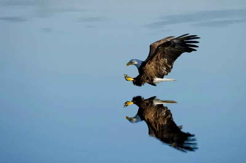 Cover Image for Embracing Nature: The Symbolism of the American Bald Eagle