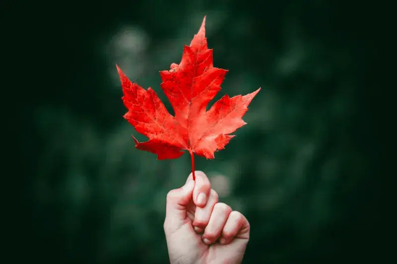 Cover Image for Embracing Nature: The Benefits of Mindfulness in Autumn