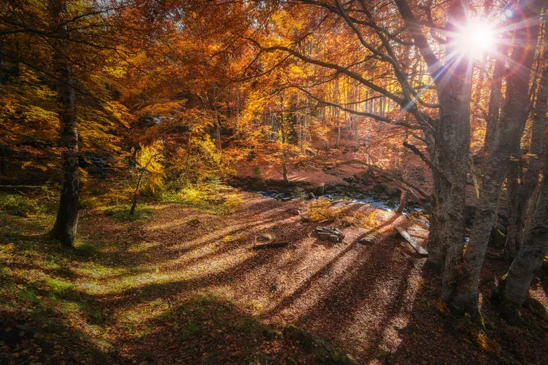 Cover Image for Embracing Nature: The Benefits of Autumn Scenery for Mental Well-being