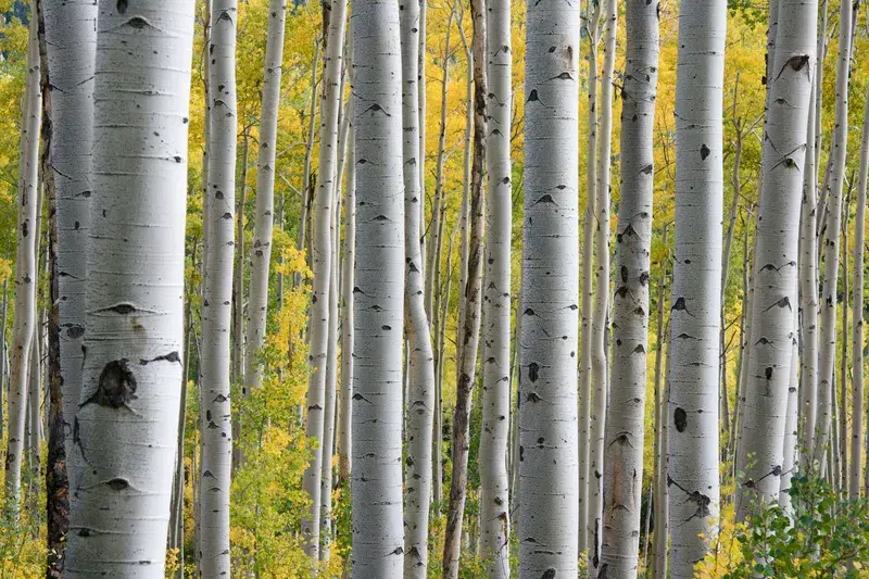 Cover Image for Embracing Nature: The Benefits of Autumn Walks in Birch Groves