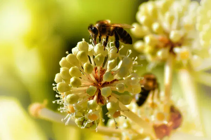 Cover Image for Embracing Nature: How Bees Contribute to Our Well-Being