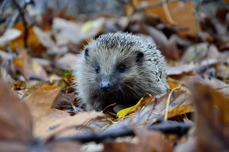 Cover Image for Embracing Nature: The Benefits of Connecting with Wildlife