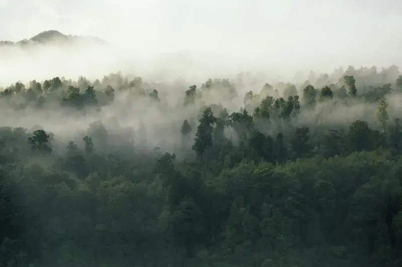 Cover Image for Embracing Nature: The Benefits of Hiking in Foggy Conditions