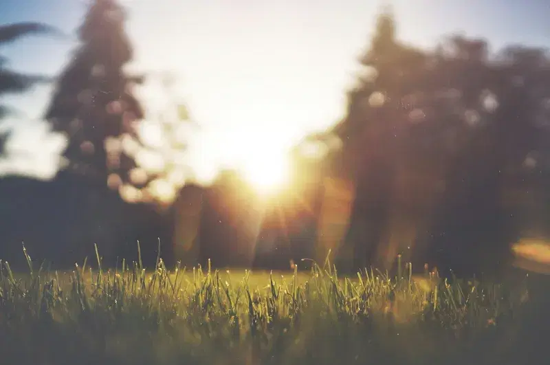 Cover Image for Embracing Nature: The Benefits of Morning Sun and Green Spaces