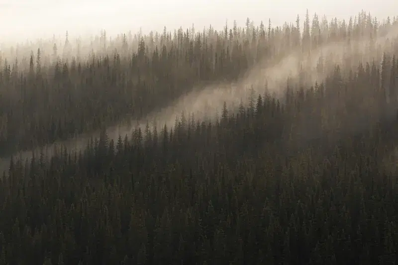 Cover Image for Embracing Nature: The Benefits of Forests for Mindfulness