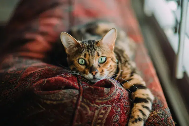 Cover Image for Embracing Nature: The Benefits of Having Pets for Your Mental Health