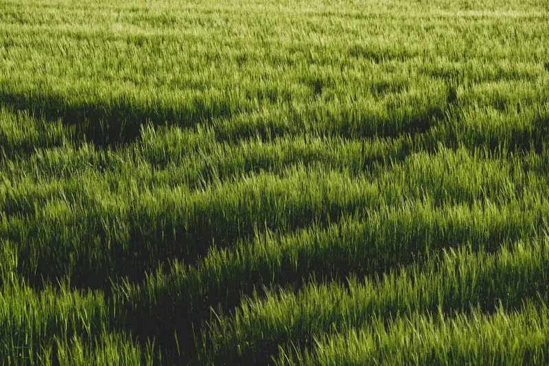 Cover Image for Embracing Nature: The Benefits of Outdoor Mindfulness