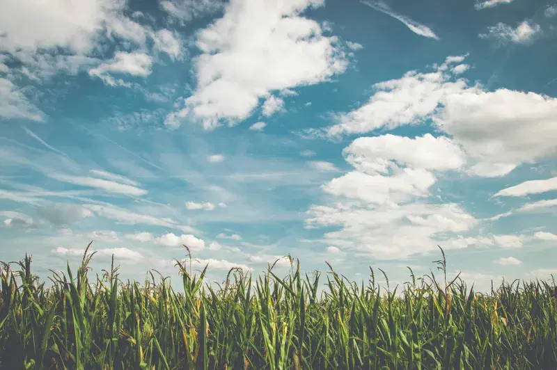 Cover Image for Embracing Nature: The Benefits of Spending Time Outdoors