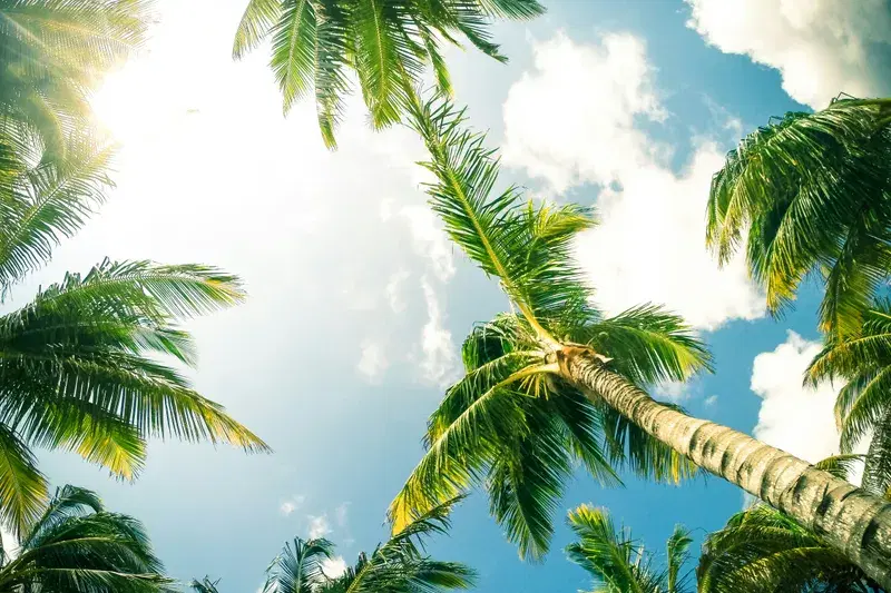 Cover Image for Embracing Nature: The Benefits of Relaxing Under Palm Trees